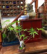 家有雅室，养一盆竹盆景