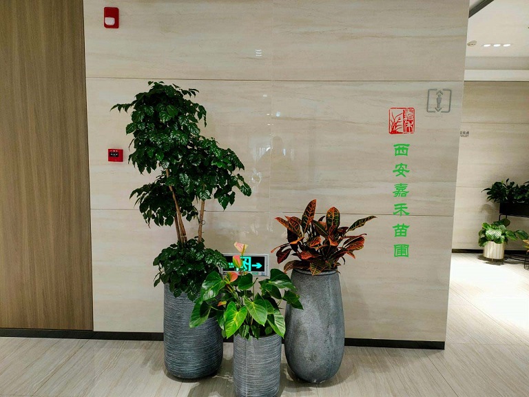 西安商场绿植租赁方案|嘉禾苗圃