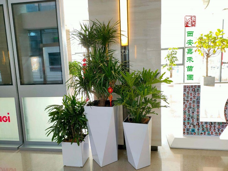 西安商场绿植租赁|嘉禾苗圃