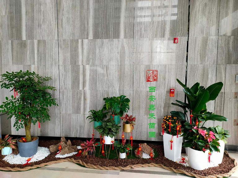 西安商场绿植租赁公司排名|嘉禾苗圃