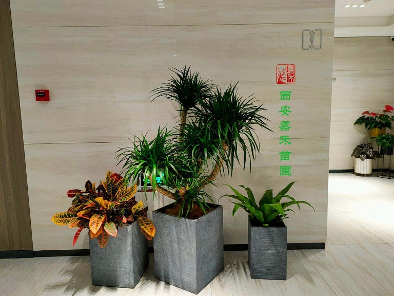 西安商场绿植租赁|嘉禾苗圃
