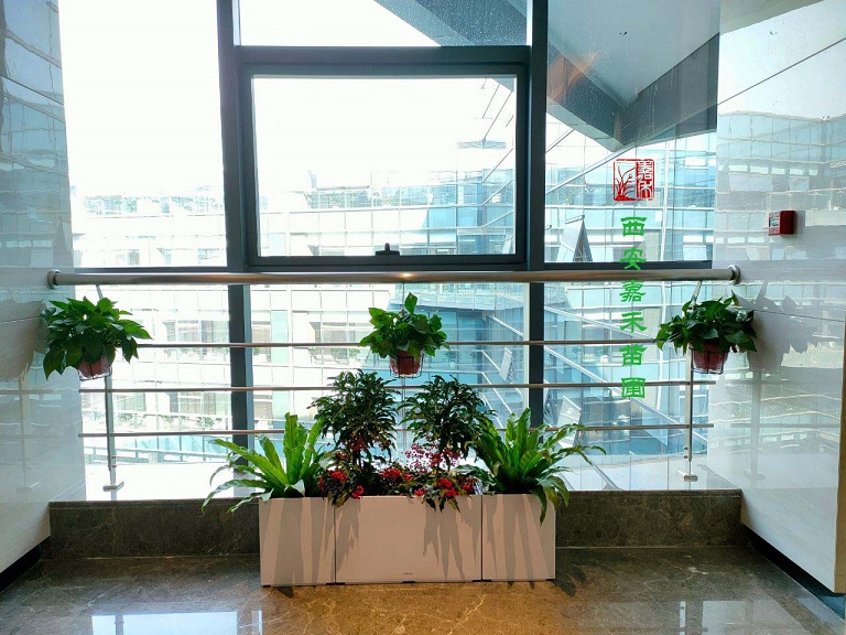 西安商场绿植租赁养护|嘉禾苗圃