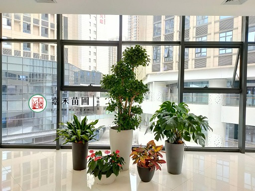 绿植租摆｜商场绿植租摆植物装饰的设计与艺术