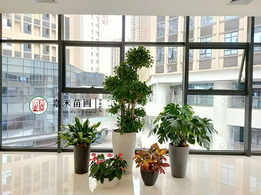 绿植租摆｜商场绿植租摆植物装饰的设计与艺术