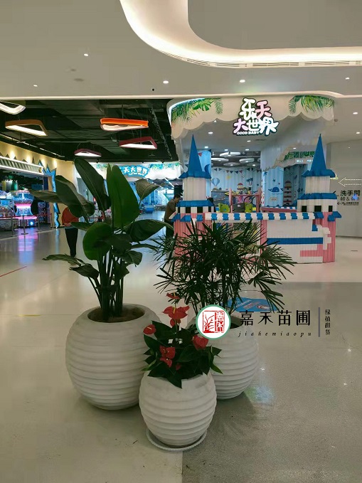 西安商场绿植租赁商家|西安嘉禾苗圃