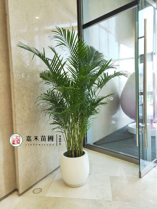 西安金地广场绿植租摆：西安嘉禾苗圃