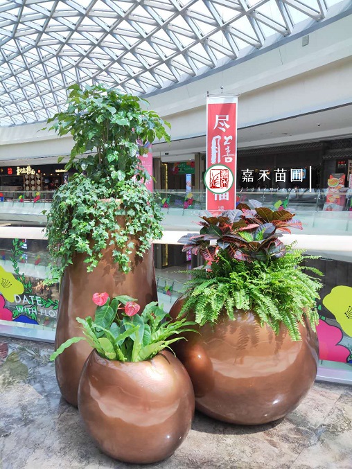 西安商场绿植租摆：西安嘉禾苗圃