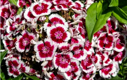 冬天家里养6种“杀菌花”，家里养一盆，全家健康少生病！