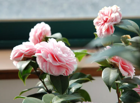 这4种香香花，过年开得正旺，比香水还好闻！