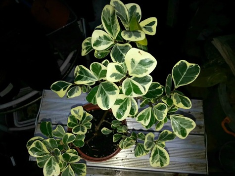 花叶三角榕怎么养护？