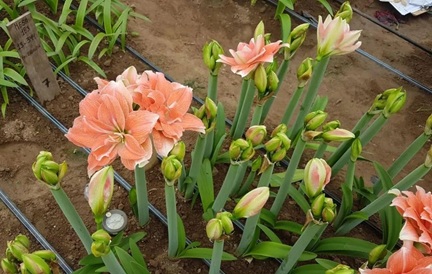 朱顶红种植养护技巧
