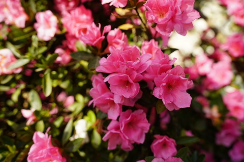 DSC04721.jpg