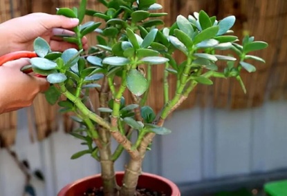 秋冬养玉树,有3大“禁忌”,只有全部避开,才能安全过冬