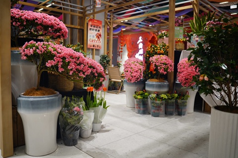 可以多季节开花的四季杜鹃,两广和北方都能养,特容易复花