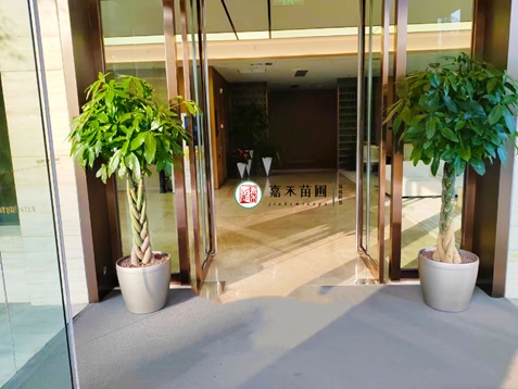 发财树摆放有讲究，摆在3个位置，镇宅辟邪又旺财！