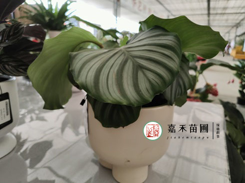 西安花卉租摆公司|西安嘉禾苗圃