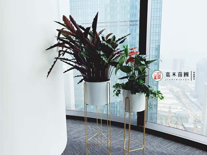 西安花卉租摆商家|西安嘉禾苗圃