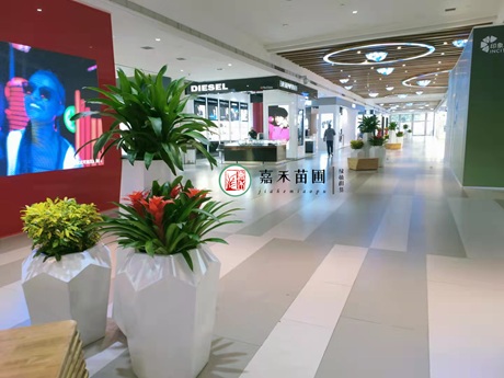 西安嘉禾苗圃如何用绿植租赁，激活商场的&ldquo;绿色想象力&rdquo;？