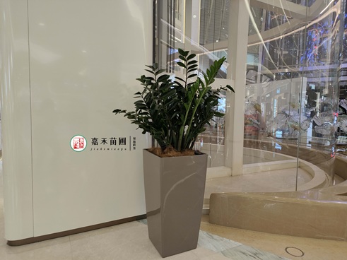 西安商场绿植租摆公司电话15202909185