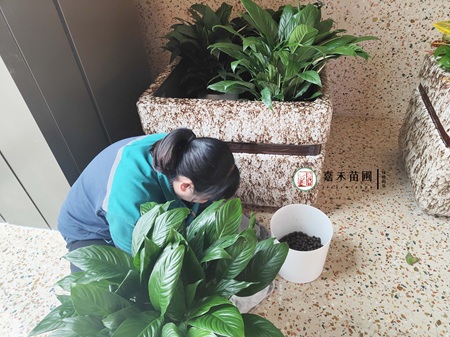 西安商场绿植租赁，西安嘉禾苗圃