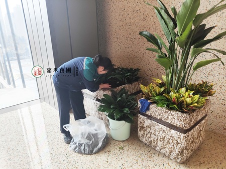 西安商场绿植租赁公司，西安嘉禾苗圃