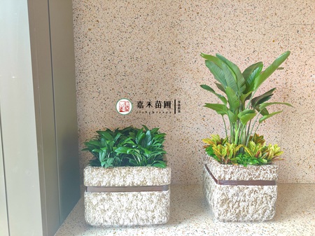 西安绿植租赁更换优选嘉禾｜大空间花槽组合造景，焕新商场自然格调
