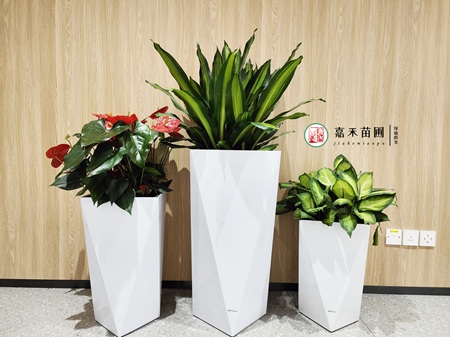 西安绿植租赁哪家好，推荐西安嘉禾苗圃
